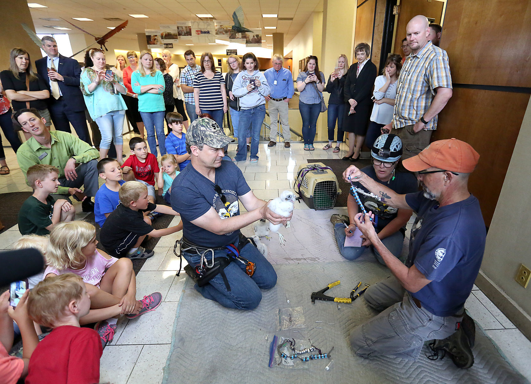 Banding of peregrine falcons at US Bank building in La Crosse